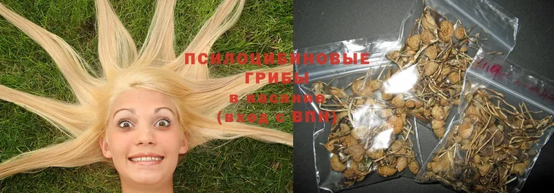 Псилоцибиновые грибы Magic Shrooms  где можно купить наркотик  Армянск 